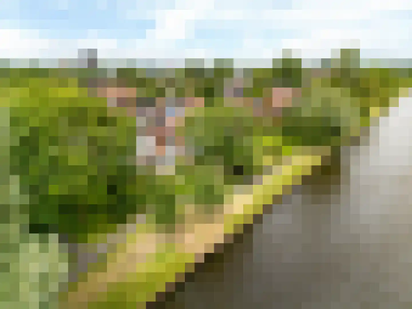Fioringras 56 Leeuwarden thumbnail 56