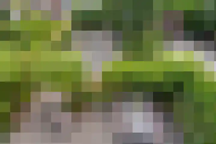 Fioringras 57 Zwolle thumbnail 43