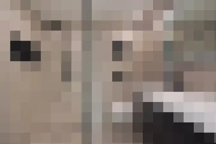 Fivelingo 42 Zoetermeer thumbnail 4