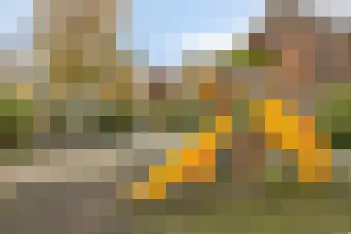 Fivelingo 44 Zoetermeer thumbnail 33