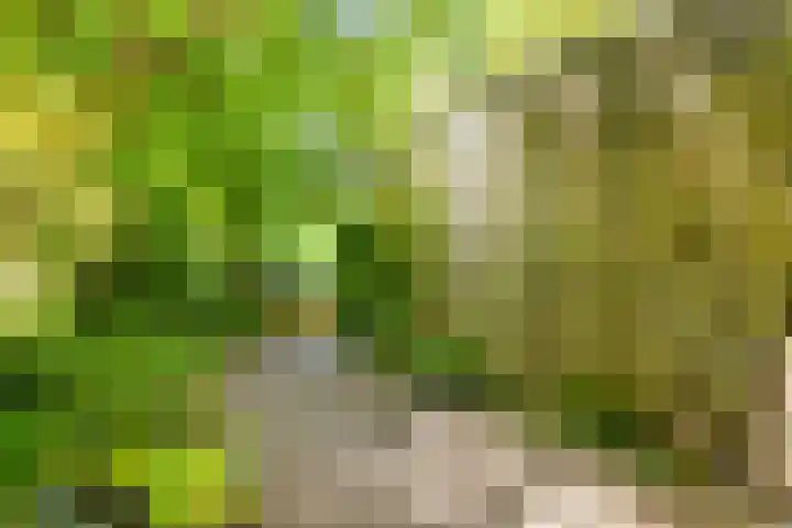 Fivelingo 93 Utrecht thumbnail 34