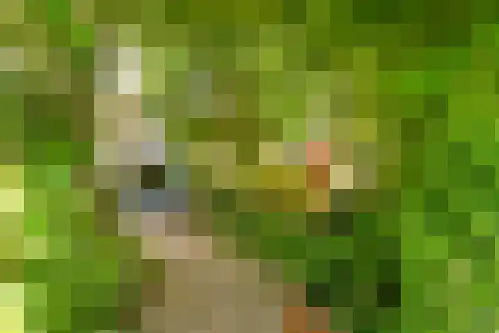 Fivelingo 93 Utrecht thumbnail 35