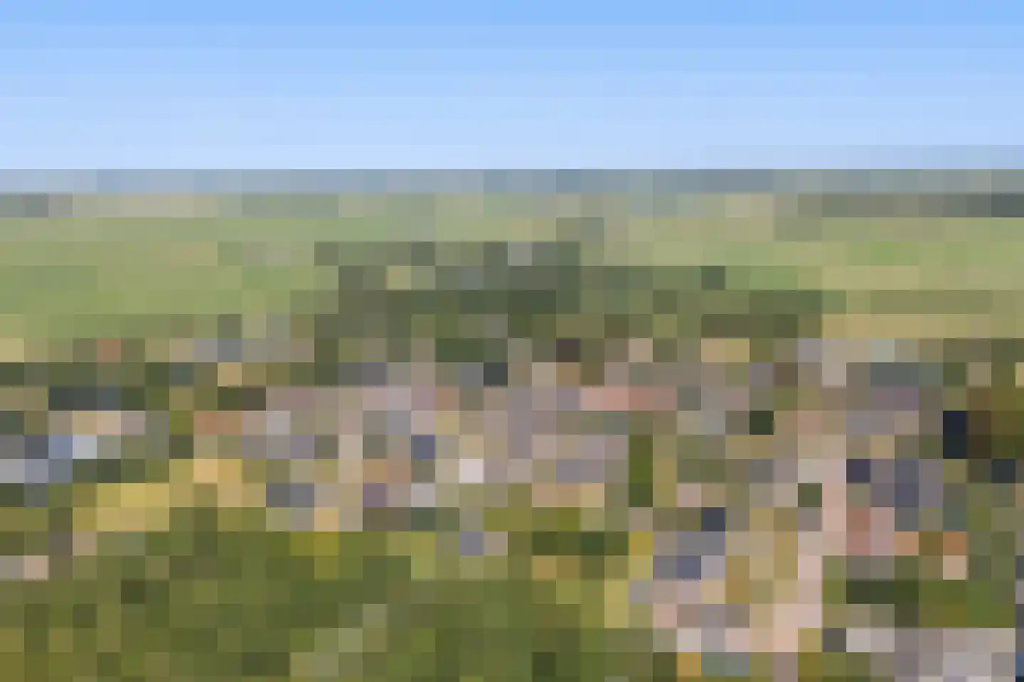 Flaaks-ikker 18 Westergeast thumbnail 51