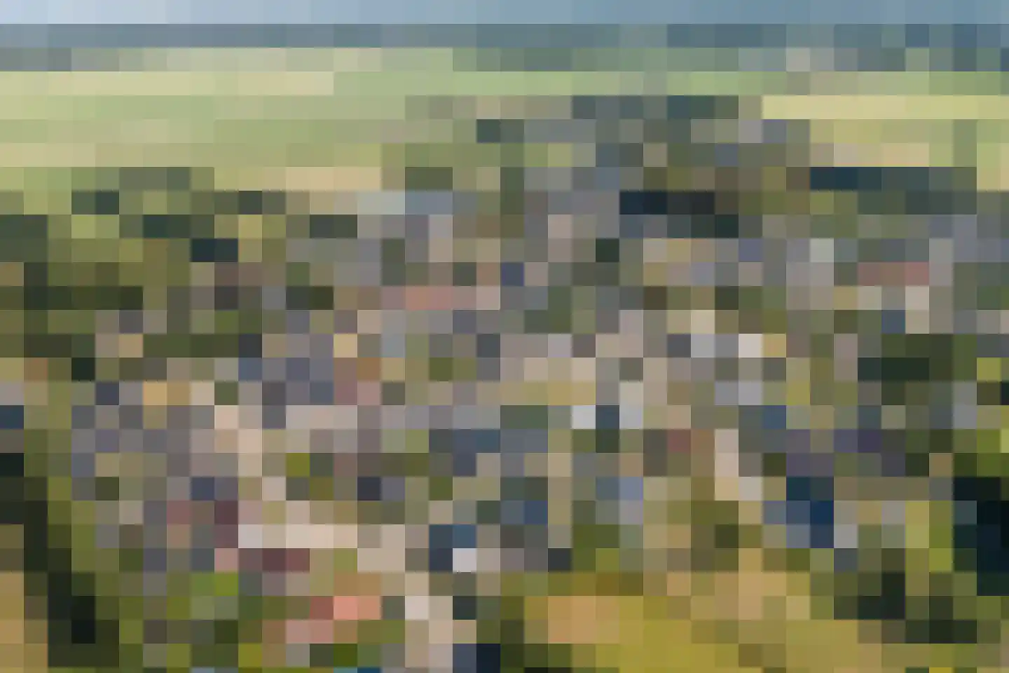 Flaaks-ikker 18 Westergeast thumbnail 52