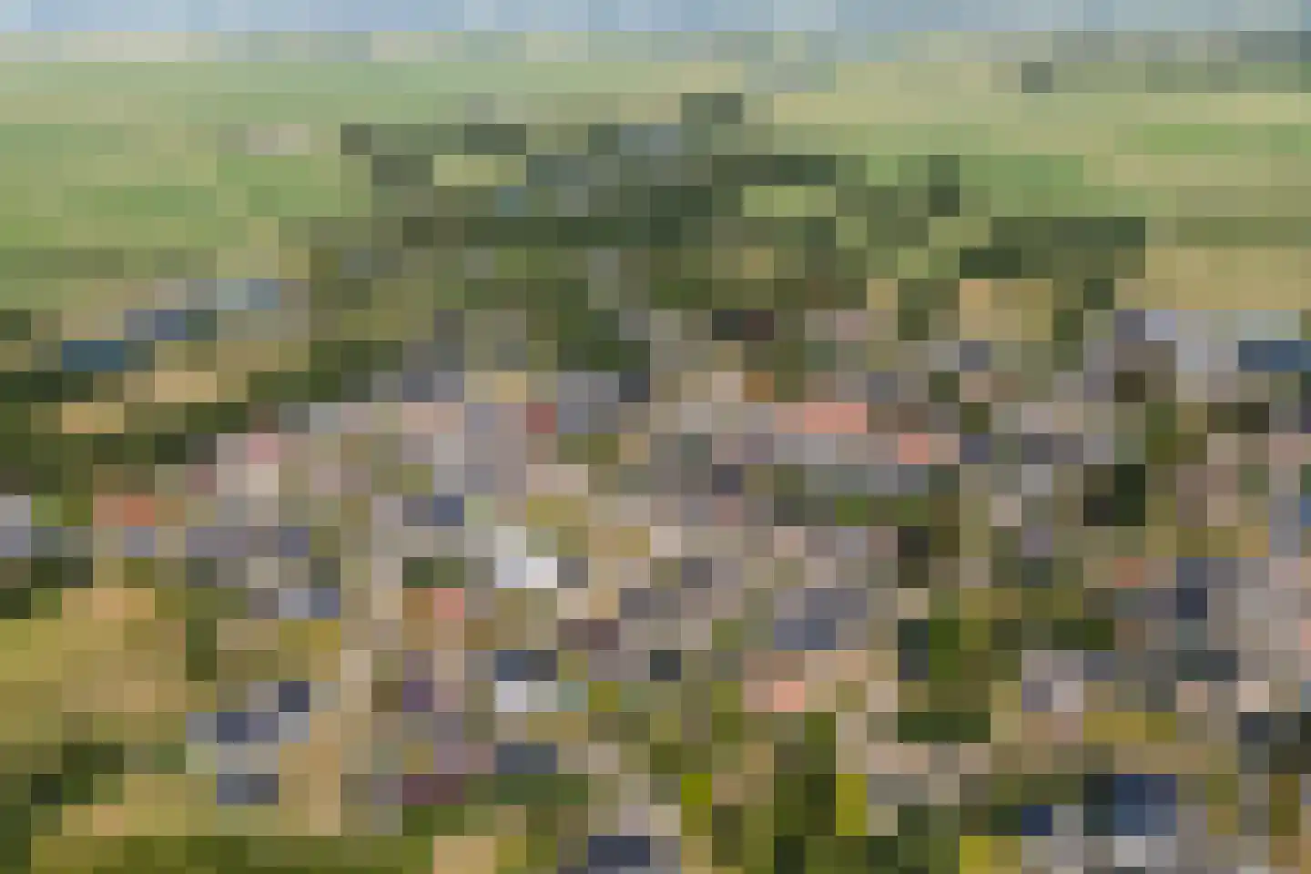 Flaaks-ikker 18 Westergeast thumbnail 53