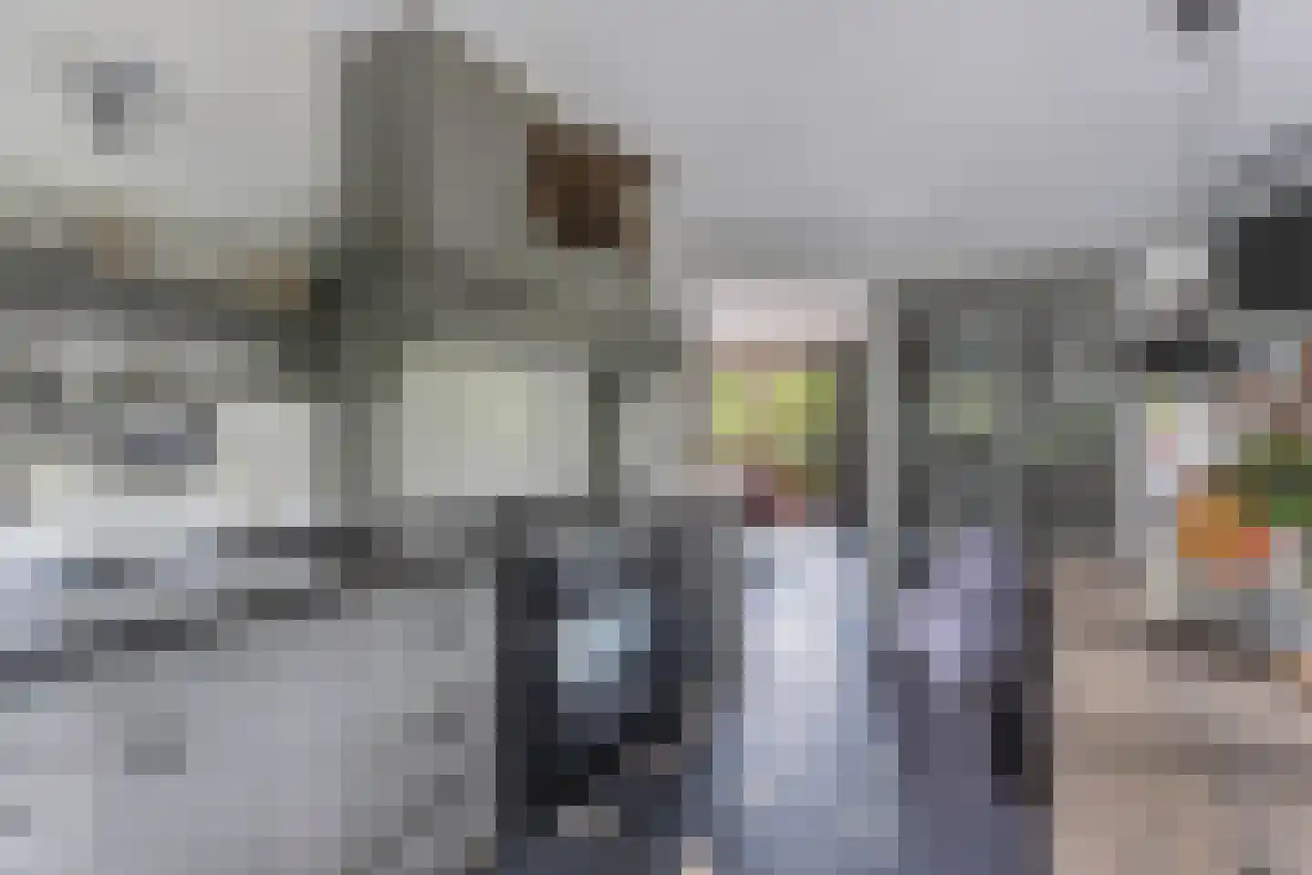 Flaeijel 3 Nieuwehorne thumbnail 25