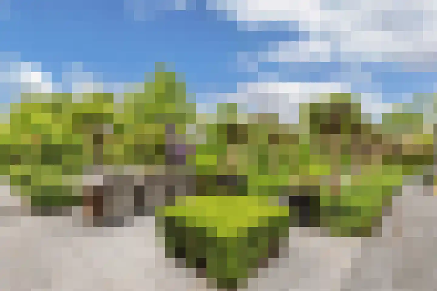 Flaeijel 3 Nieuwehorne thumbnail 56