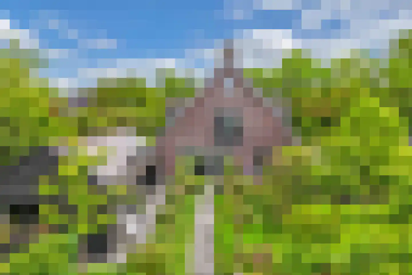 Flaeijel 3 Nieuwehorne thumbnail 67