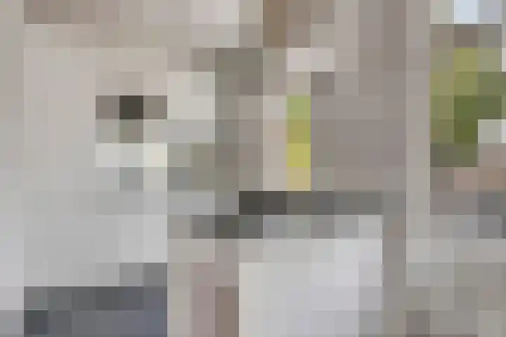 Flakkeesestraat 51 B Rotterdam thumbnail 5