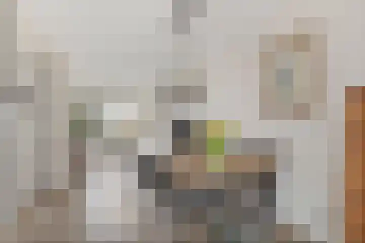 Flamingokade 10 Groningen thumbnail 15