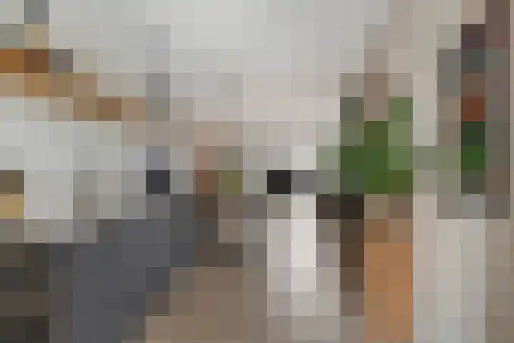 Flamingokade 10 Groningen thumbnail 18