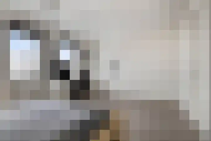 Flamingokade 10 Groningen thumbnail 35