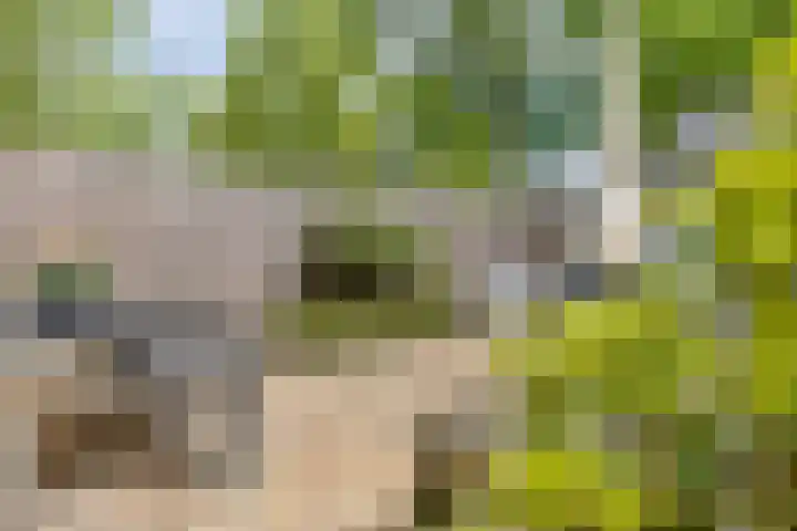 Flank 12 Vuren thumbnail 13
