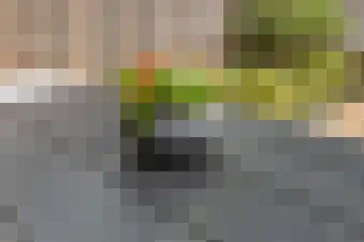 Flank 12 Vuren thumbnail 15