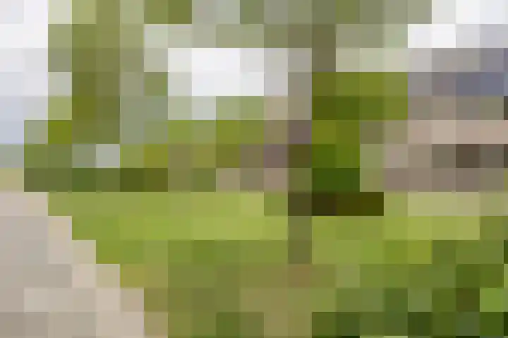 Flank 12 Vuren thumbnail 30