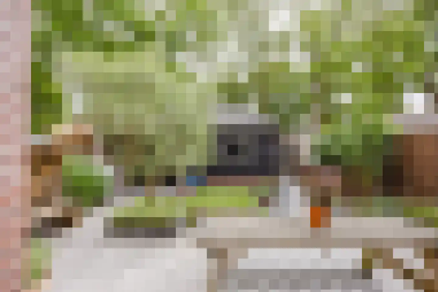 Flank 22 Vuren thumbnail 15