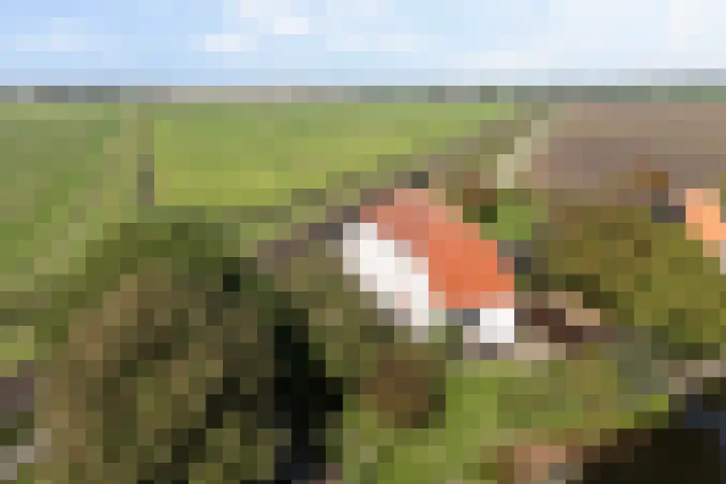 Flearen 3 Boazum thumbnail 13