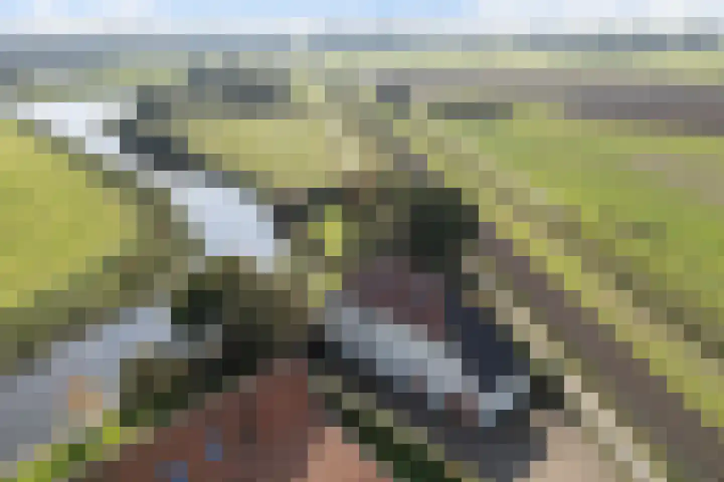 Flearen 3 Boazum thumbnail 6
