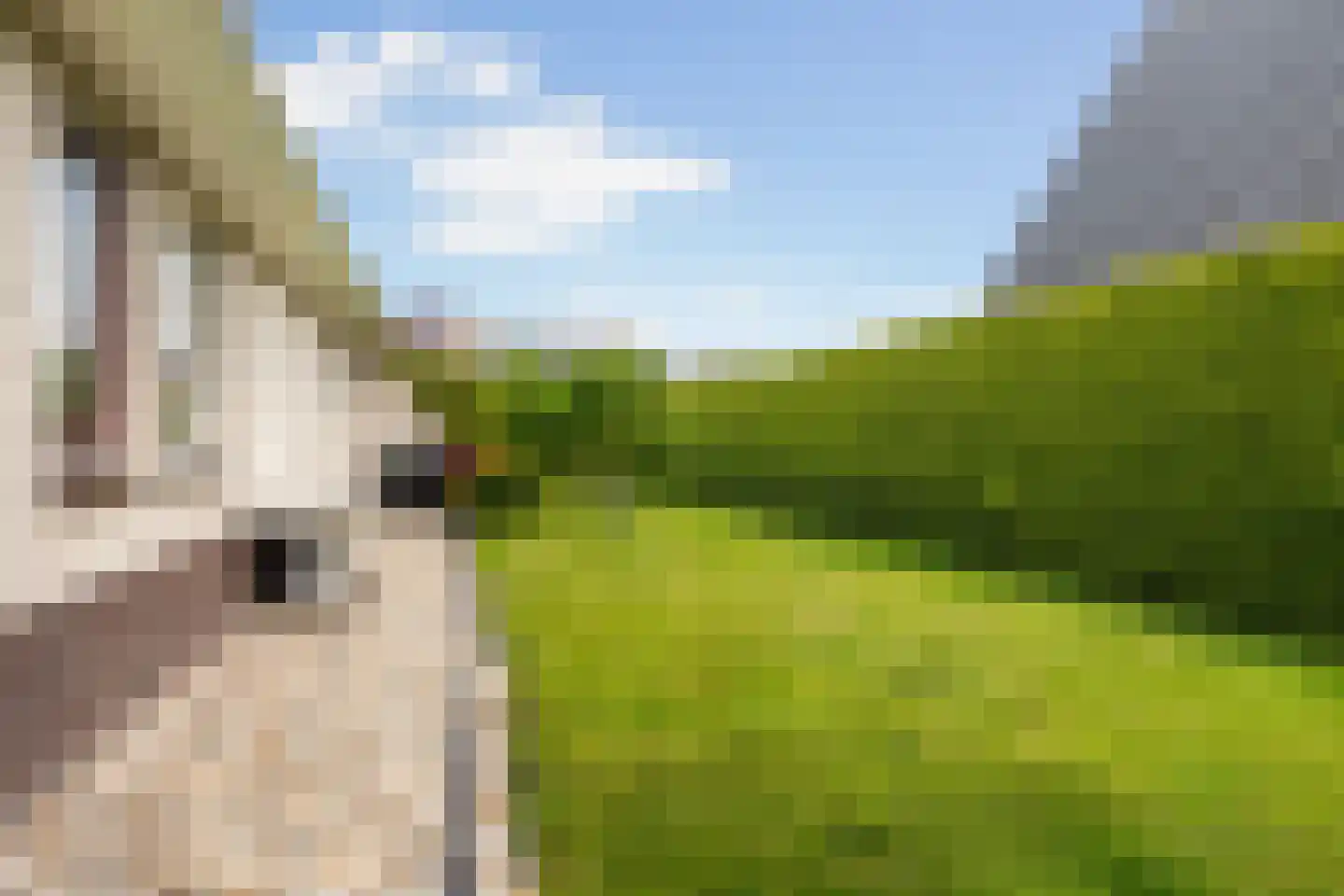 Flecht 8 Dokkum thumbnail 33