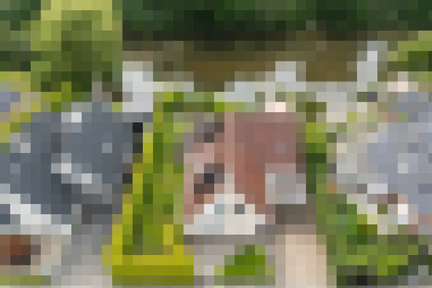 Flecht 8 Dokkum thumbnail 4