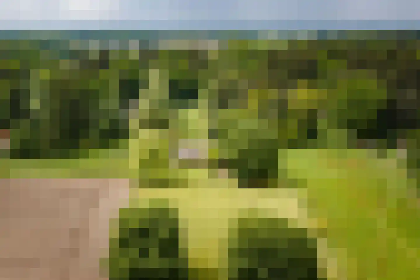 Flessenbosweg 12 Joppe thumbnail 4