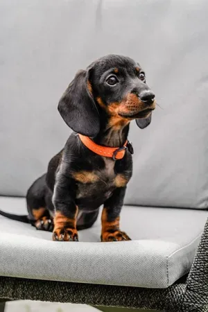 Photo of Fleurtje, de kantoorhond