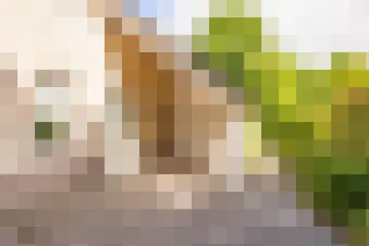 Flokstrapad 5 Hoogeveen thumbnail 67