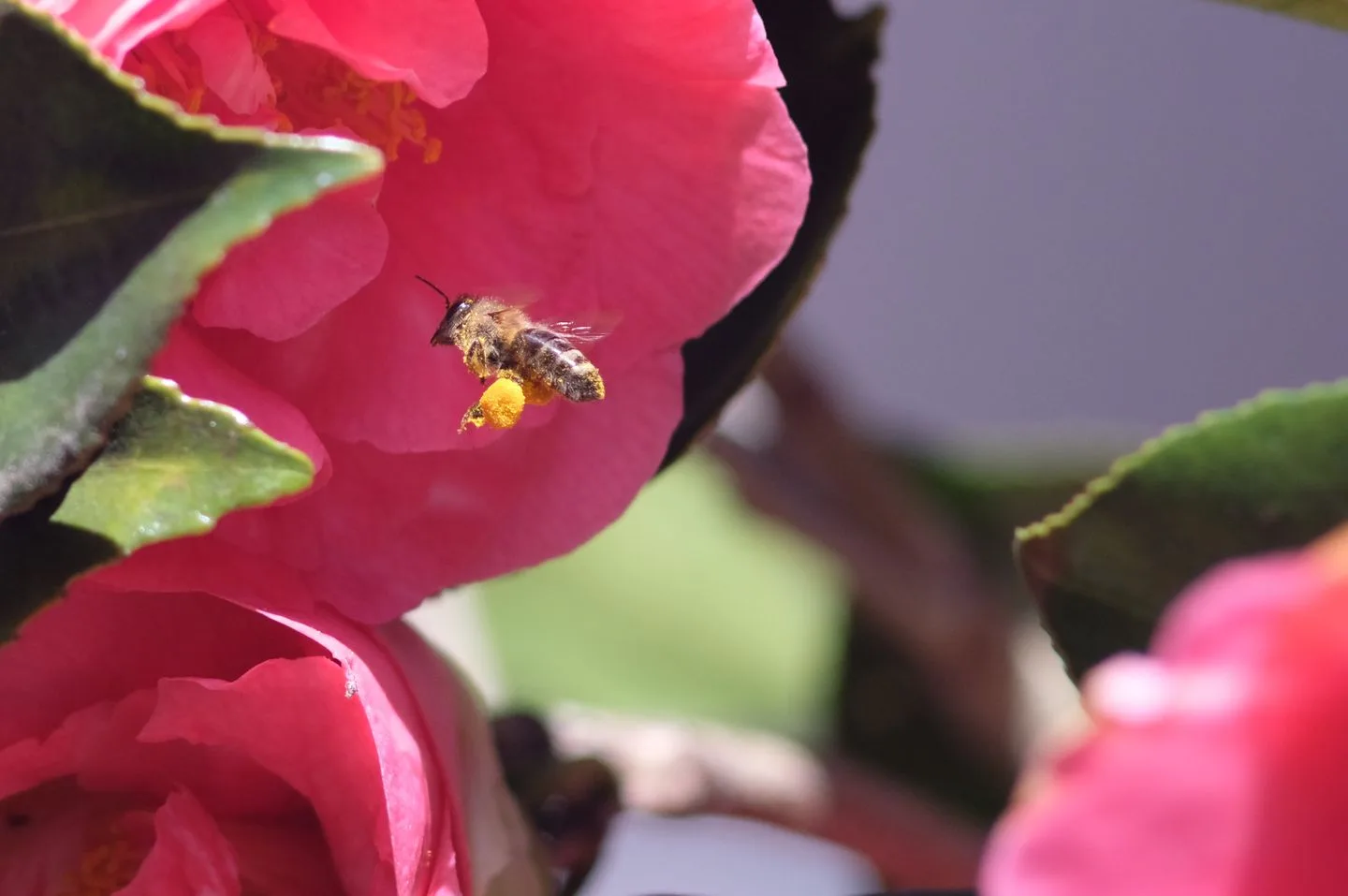 Florakade 464 Groningen thumbnail 49