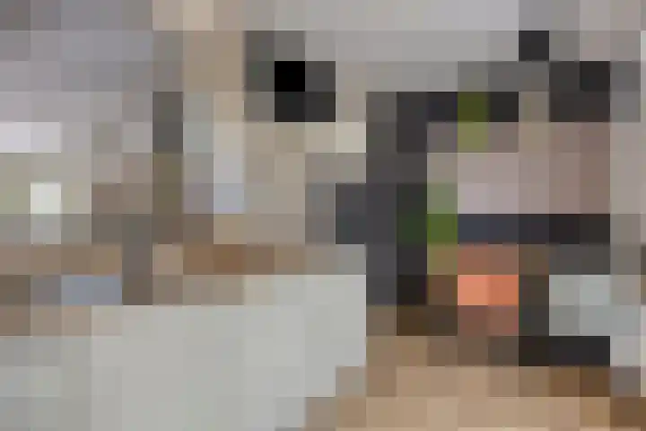 Floralaan 27 Asten thumbnail 21