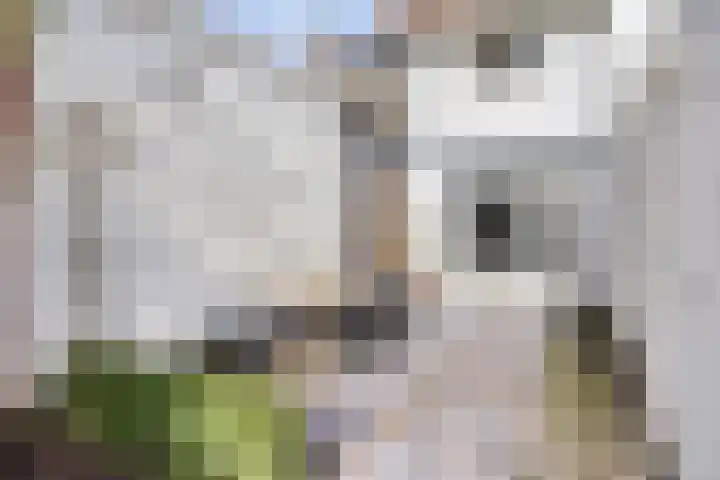 Floraliastraat 24 Oss thumbnail 26