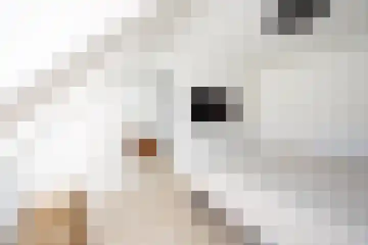 Floraronde 12 Velserbroek thumbnail 11