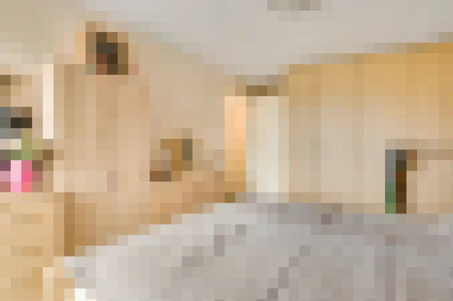 Florastraat 140 Nederweert thumbnail 18