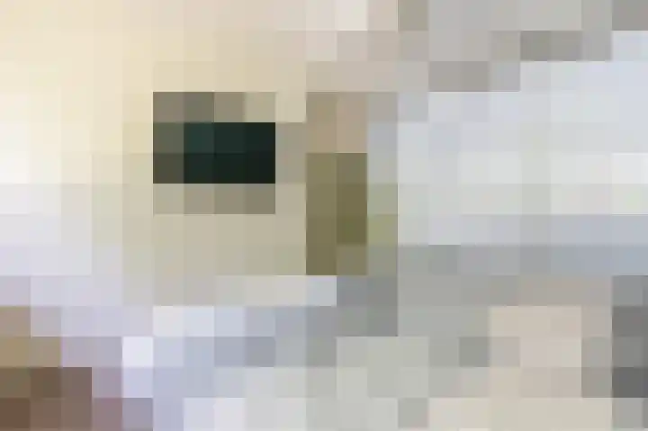 Florazoom 9 Zoetermeer thumbnail 24