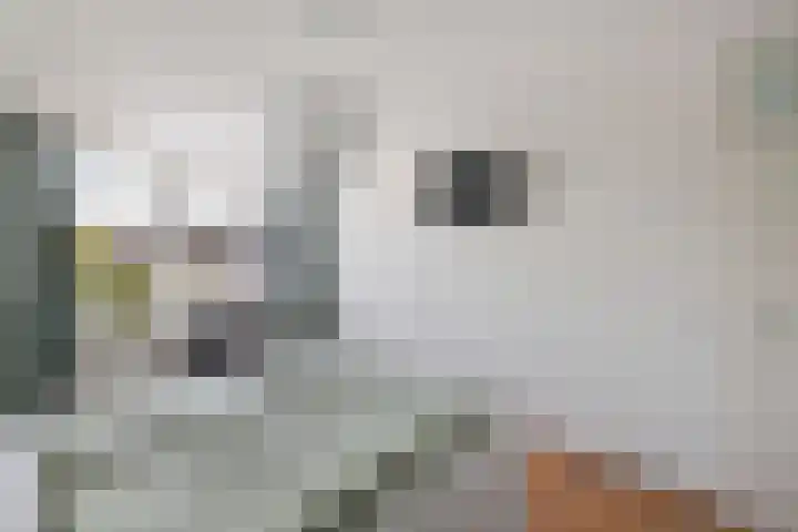 Florijn 32 Hoorn thumbnail 23