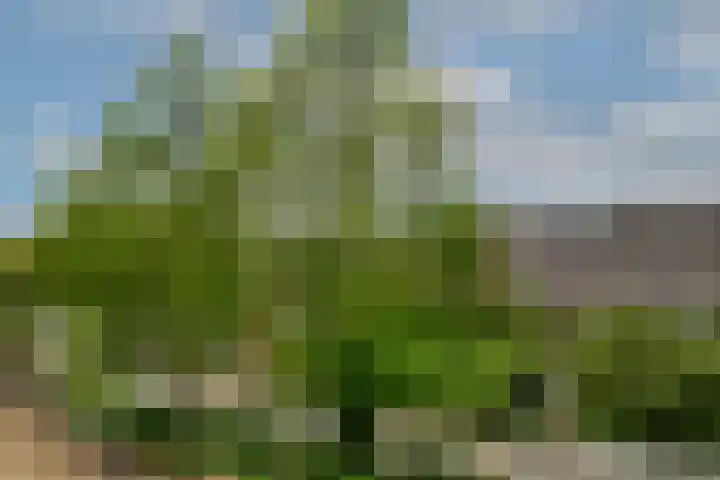Floris Burgwal 45 Capelle aan den IJssel thumbnail 43