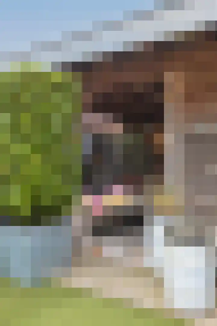 Fluitekamp 10 Hoogland thumbnail 35