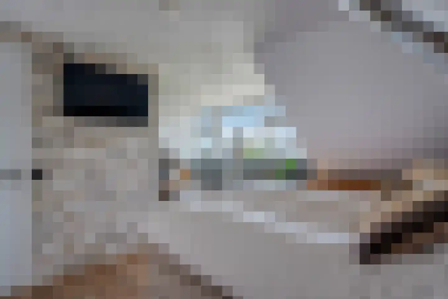 Fluitekruid 11 Eelde thumbnail 46