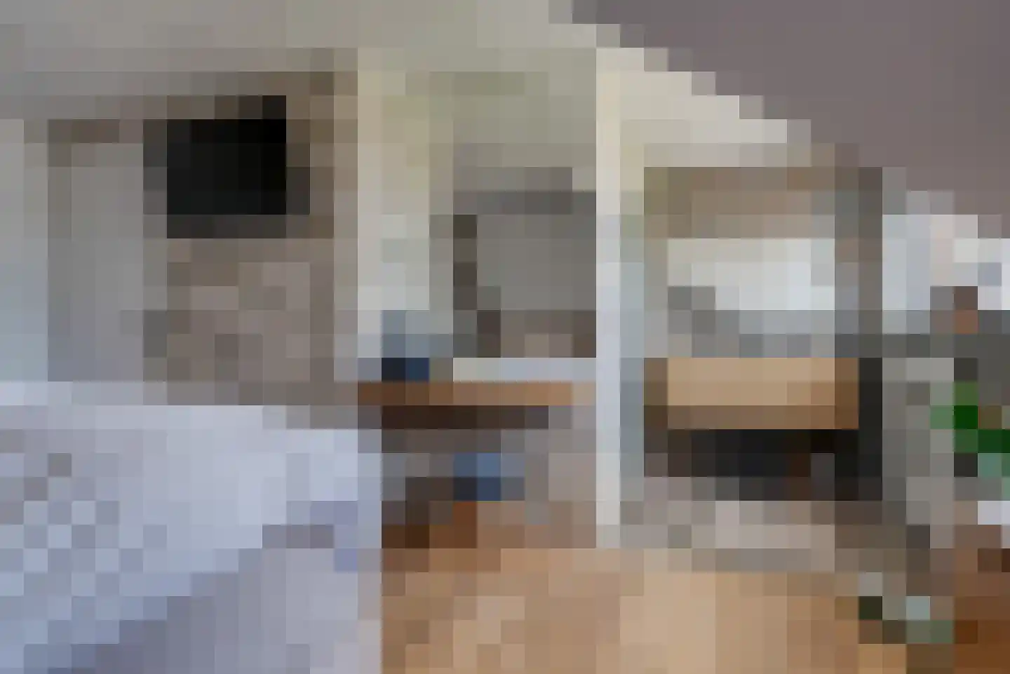 Fluitekruid 11 Eelde thumbnail 47