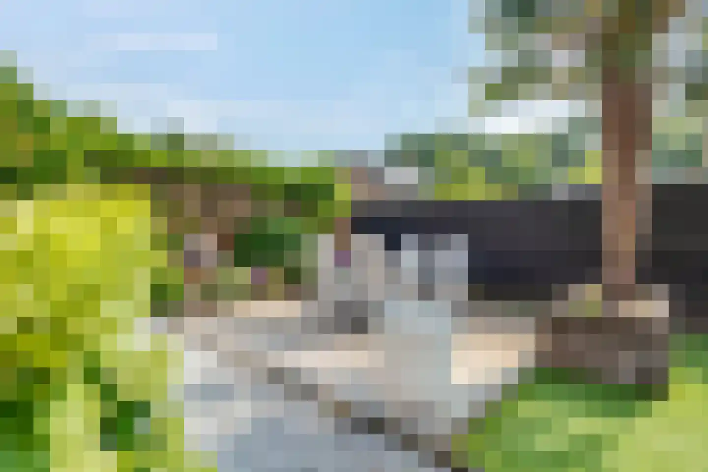 Fluitekruid 11 Eelde thumbnail 52