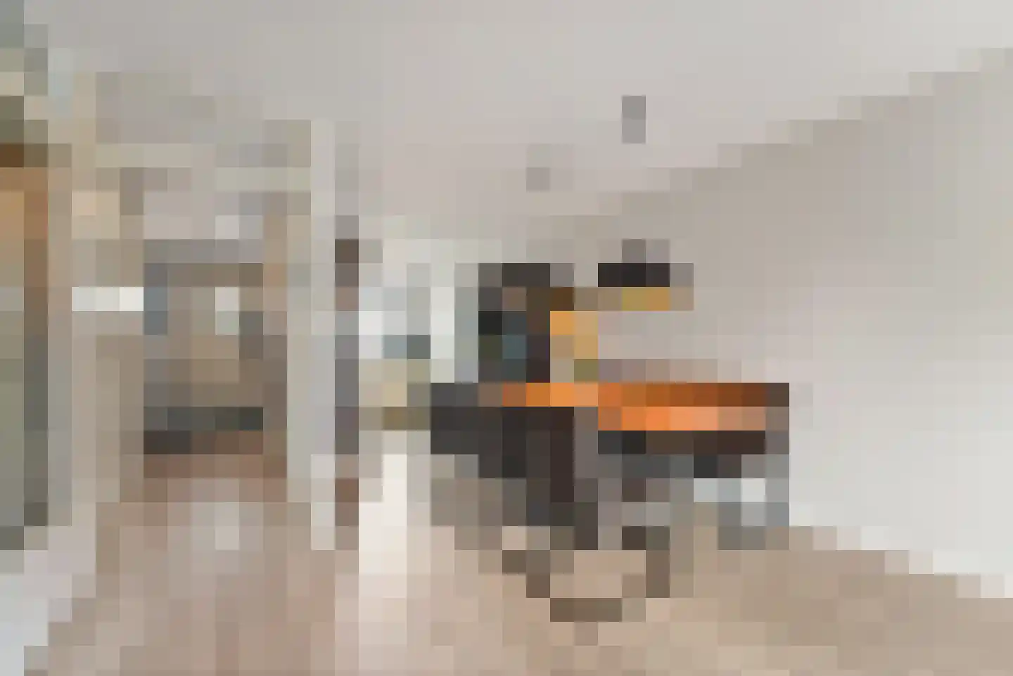 Fluitekruid 14 Den Hoorn thumbnail 22