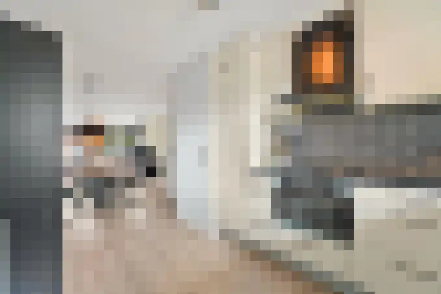 Fluitekruid 14 Den Hoorn thumbnail 23