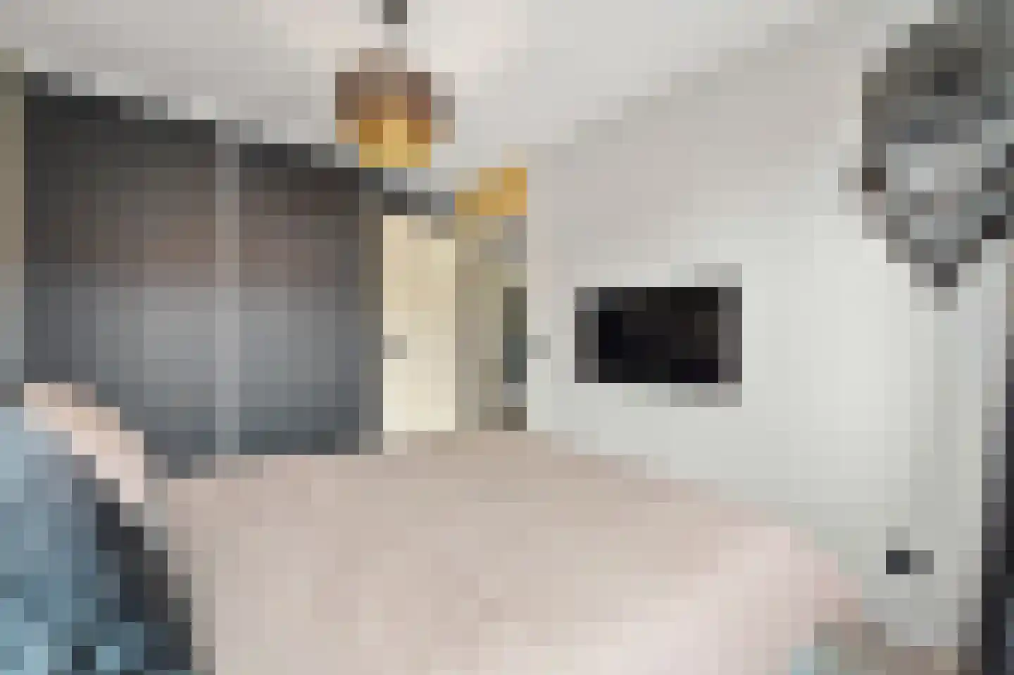 Fluitekruid 14 Den Hoorn thumbnail 27