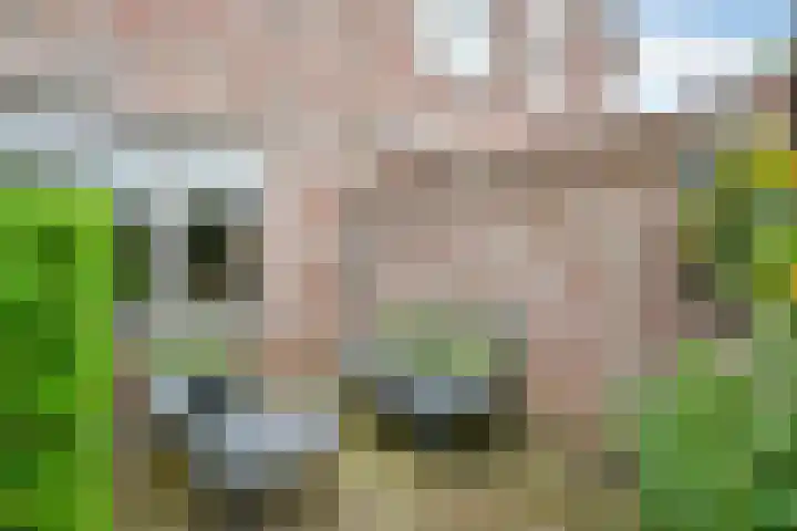 Fluitekruid 14 Hardenberg thumbnail 35