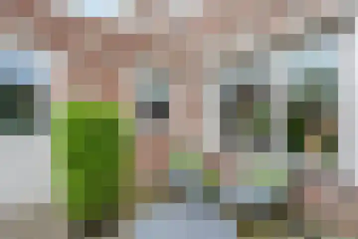 Fluitekruid 14 Hardenberg thumbnail 36