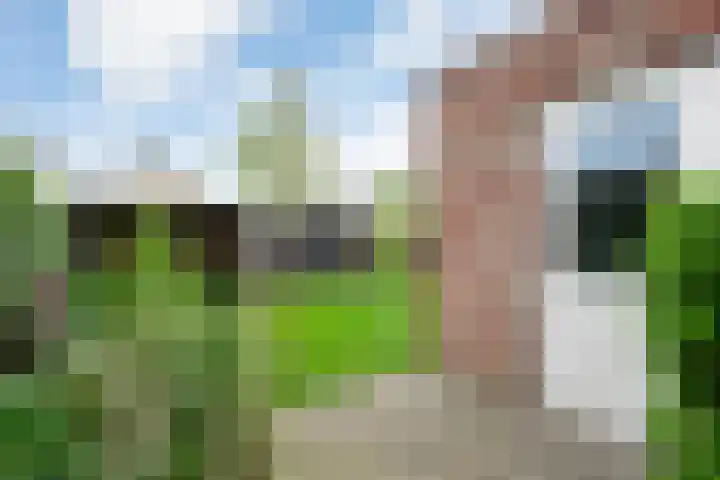 Fluitekruid 14 Hardenberg thumbnail 37