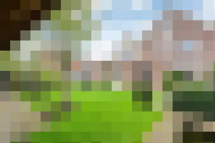Fluitekruid 14 Hardenberg thumbnail 40