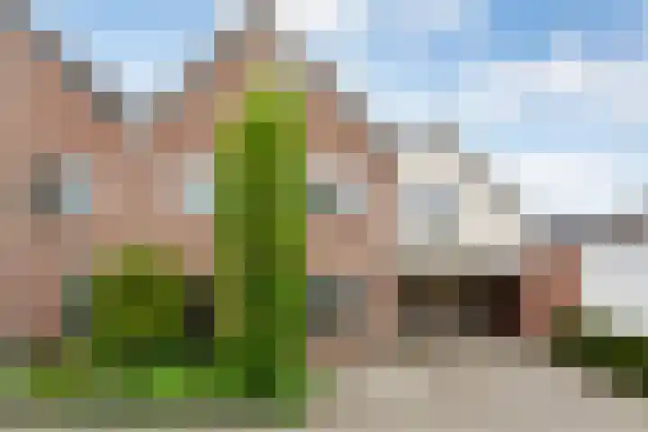 Fluitekruid 14 Hardenberg thumbnail 46
