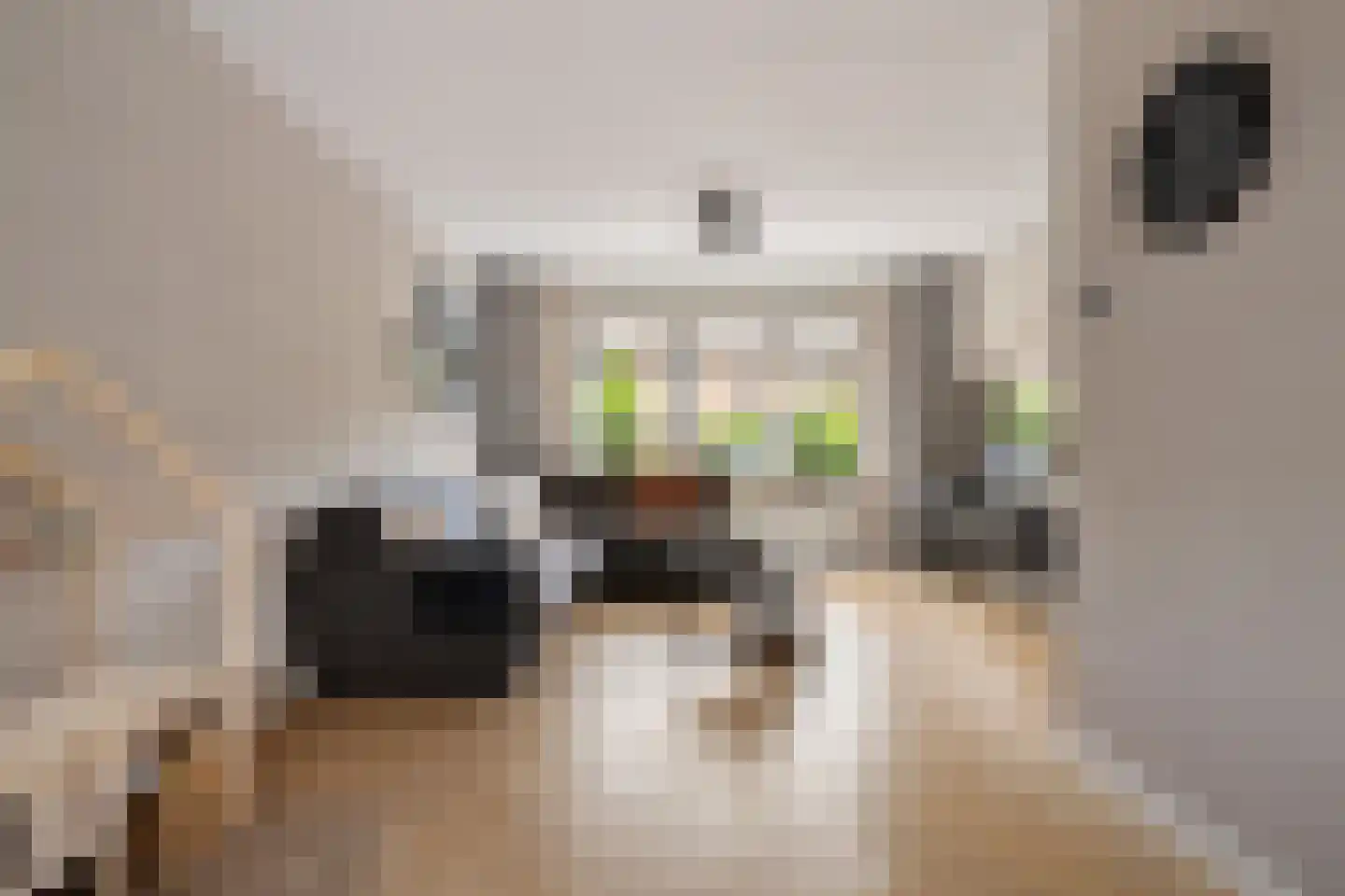 Fluitekruid 15 Marknesse thumbnail 9