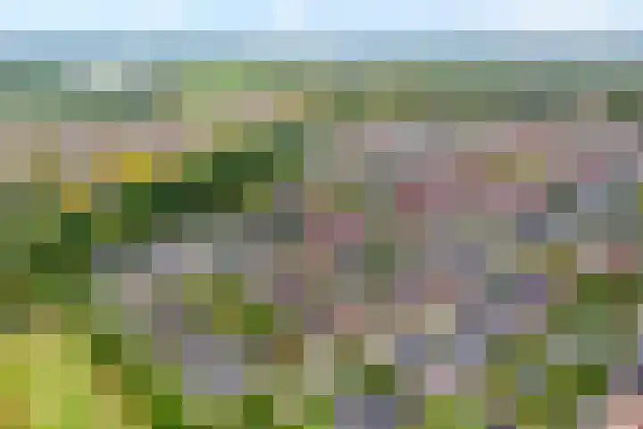 Fluitekruid 16 Hardenberg thumbnail 4