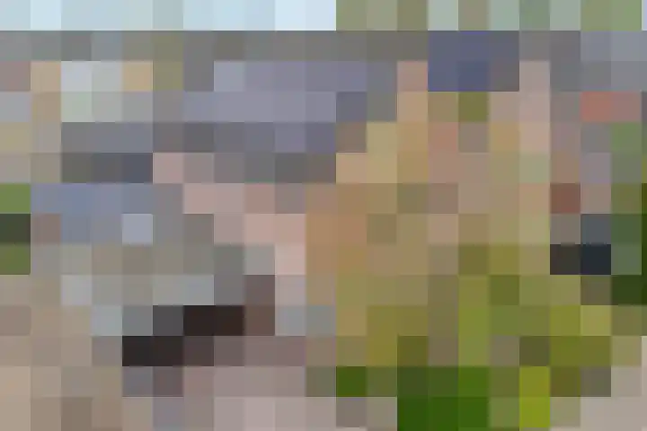 Fluitekruid 16 Hardenberg thumbnail 5